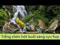 Tiếng Chim Hót Buổi Sáng Cực Hay