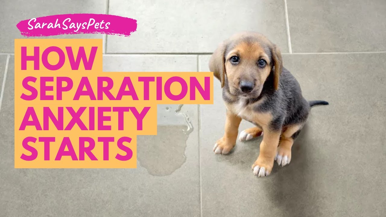 DOES MY DOG HAVE SEPARATION ANXIETY? | Sarah Says Pets