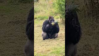 Watch This Silverback Enjoy A Pineapple In His Garden! #Silverback #Gorilla #Asmr #Mukbang