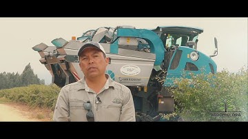 Plums in Super High Density | First mechanical harvesting of d