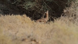 Dorcas Gazelle צבי הנגב Dorcas Gazelle צבי הנגב
