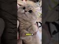 🐈: rekam terus babu, sampe muak aku nengoknya gess😺😭🐾 #cat #catlovers #kitten #catshorts #shorts