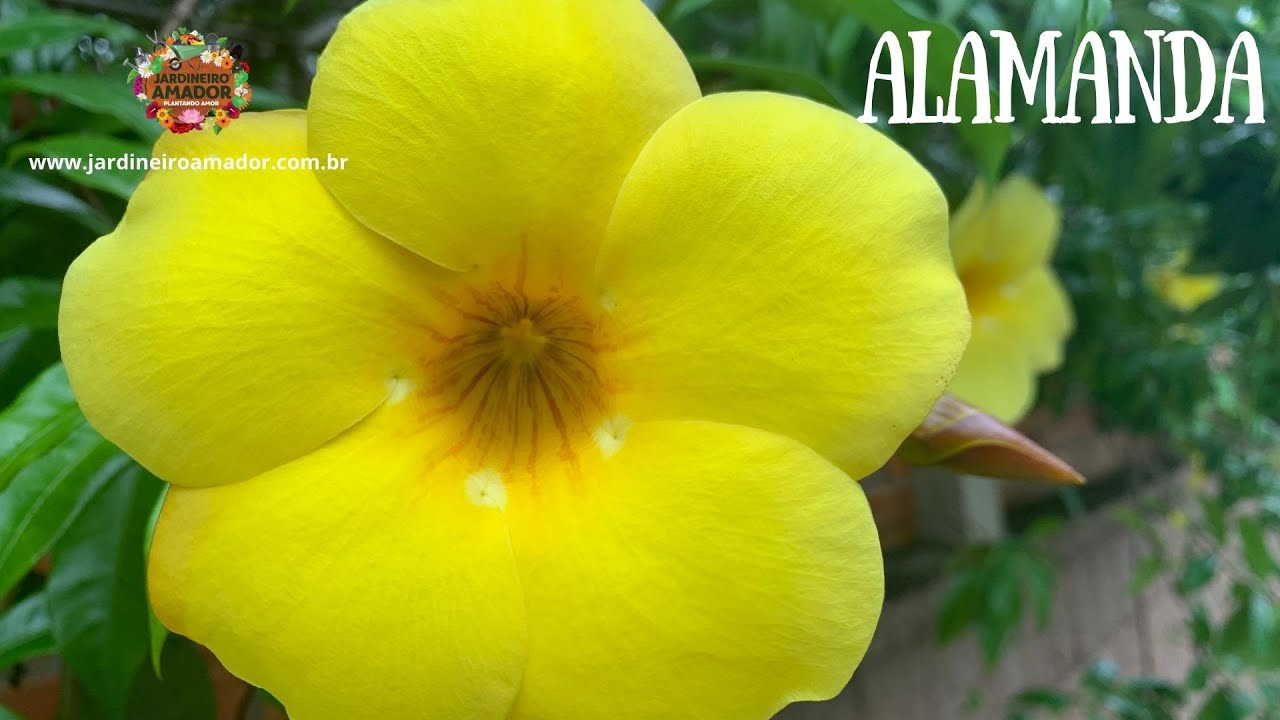 Como plantar alamanda da flor amarela - thptnganamst.edu.vn