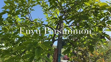 Fuyu Persimmon, spring flowering