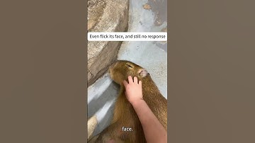 Hoe maak je een capibara wakker die altijd doet alsof hij dood is? #schattig #capibara