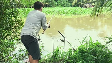 Câu Cá Tra Sông - Hên Là Dính Cá | Fishing - Miền Tây