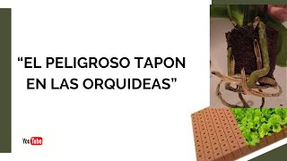 El peligroso tapón en las orquídeas