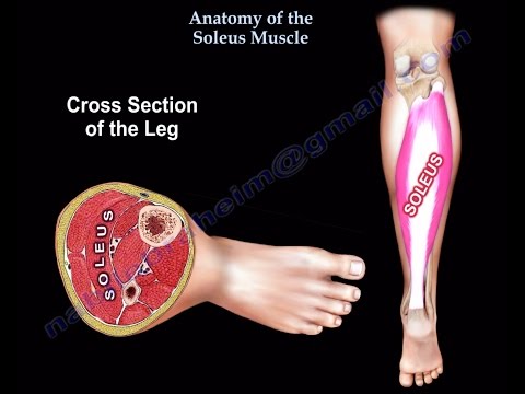 Anatomy Of The Soleus Muscle - Everything You Need To Know - Dr. Nabil Ebraheim