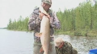 Russian President Vladimir Putin Kisses Giant Fish Putin Catches 70 Kilo Pike