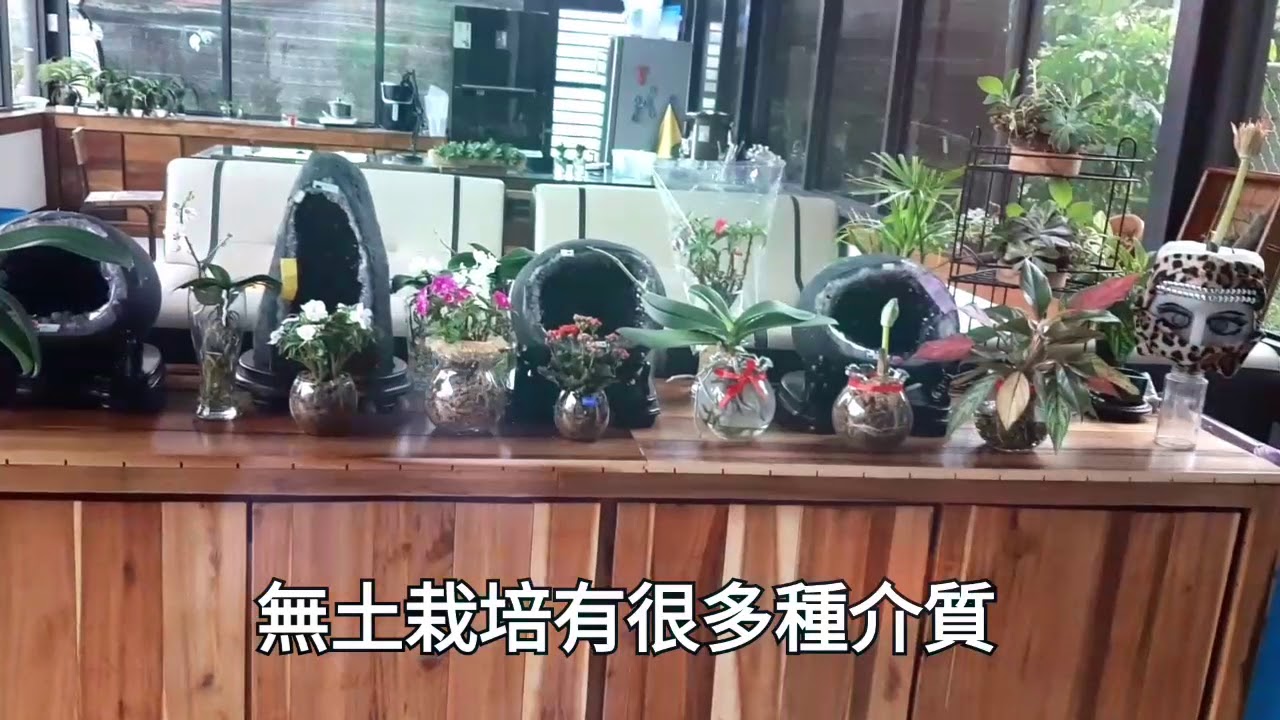 無土栽培法開花植物水苔種植水培植物 鸚鵡的媽 Youtube