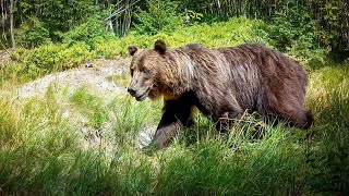 Fotopasca 8 mesiacov pri kalisku v horách | MEDVEDE, VLKY a JELENE