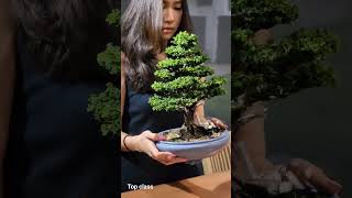 Sekka Hinoki Bonsai bonsai bonsaitree bonsaihunter