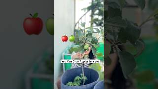 Ghar Ki Chat Par Ugaya Apple