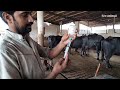 biggest buffalo farm buffalo fever treatment by veterinary doctor at Karachi form