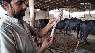 biggest buffalo farm buffalo fever treatment by veterinary doctor at Karachi form