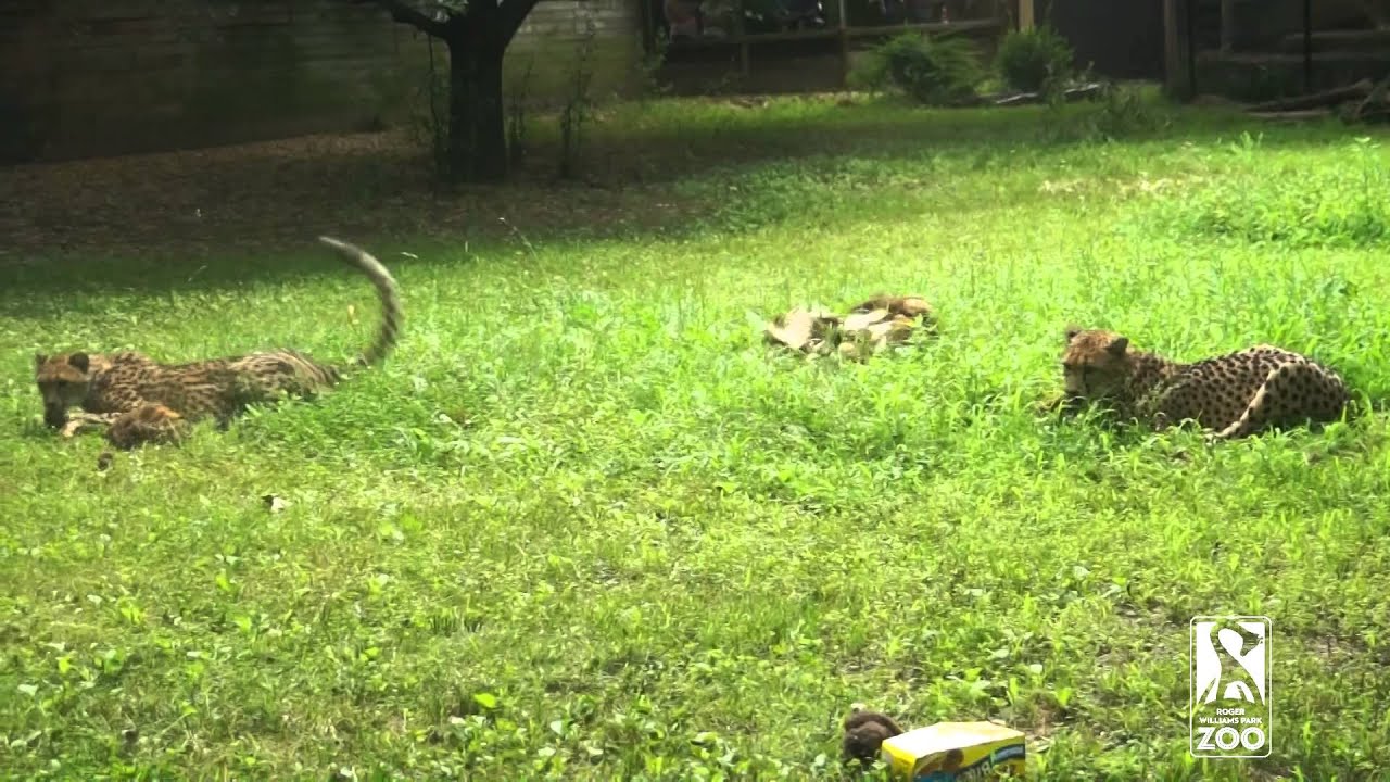 Big cat play time! YouTube