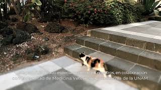 #HablARTE del Cuidado de los Gatos en Palacio Nacional