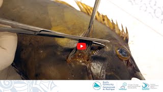 Biological sampling of lagoon reef fish: Sampling pectoral fins