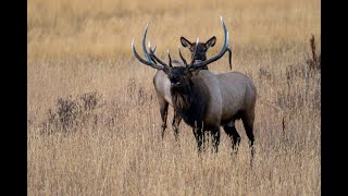 Bull Elk Bugle - Rocky Mountains National Park by Vanessa Obran 323 views 4 months ago 1 minute, 4 seconds