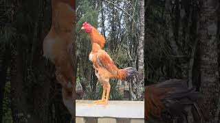 Son Rooster Crush Is A Chicken Of Rare Beauty