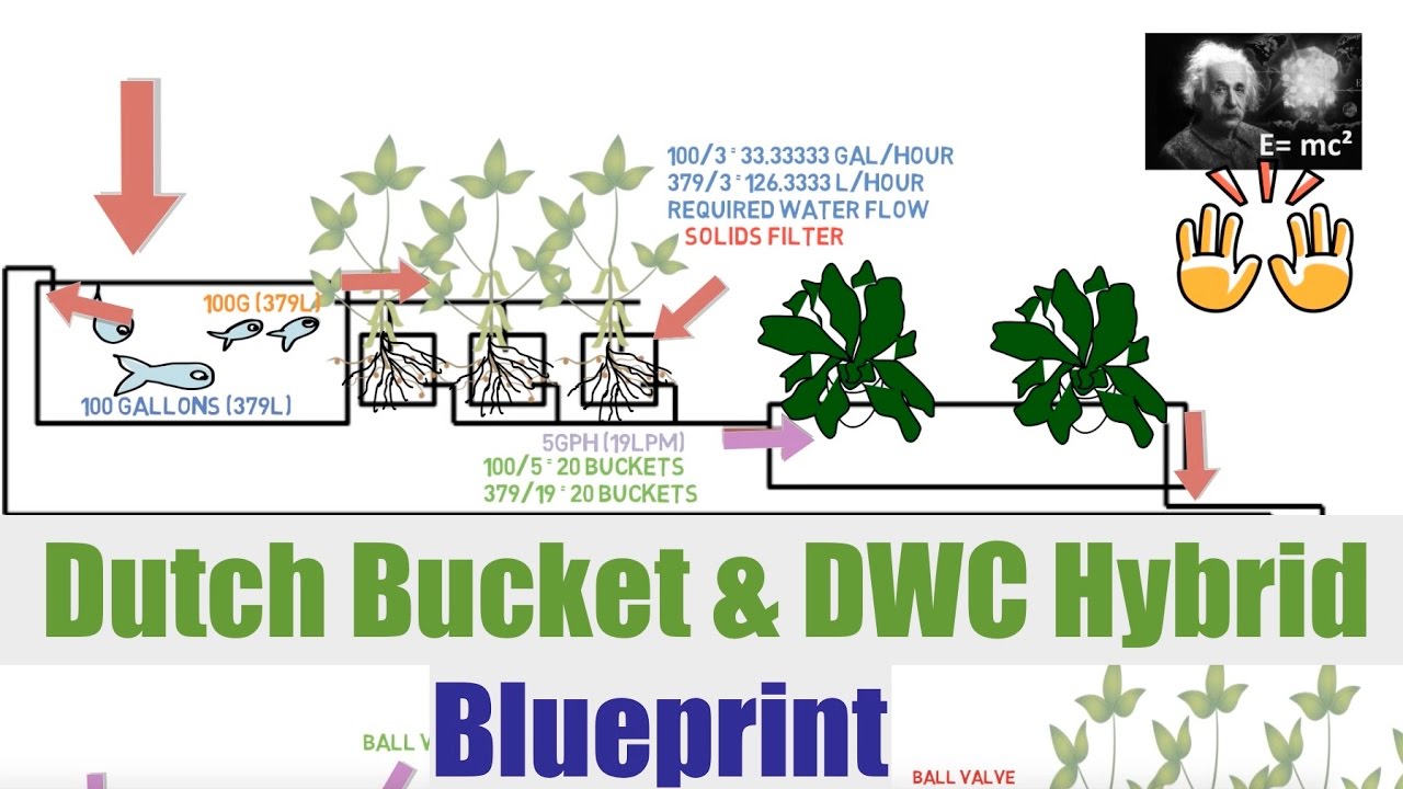 Dutch Bucket &amp; DWC Hybrid Blueprint | Ask The Aquaponics ...