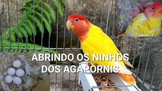 Abrindo os ninhos dos agapornis e atualizando a criação