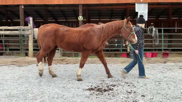 Pending 6646- sorrel QH mare 20yr old 15yr old $800+40 coggins Deadline 12/19/25 