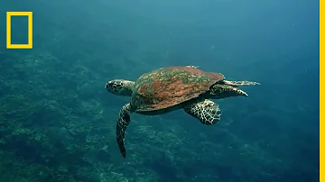 Pourquoi tortue imbriquée ?