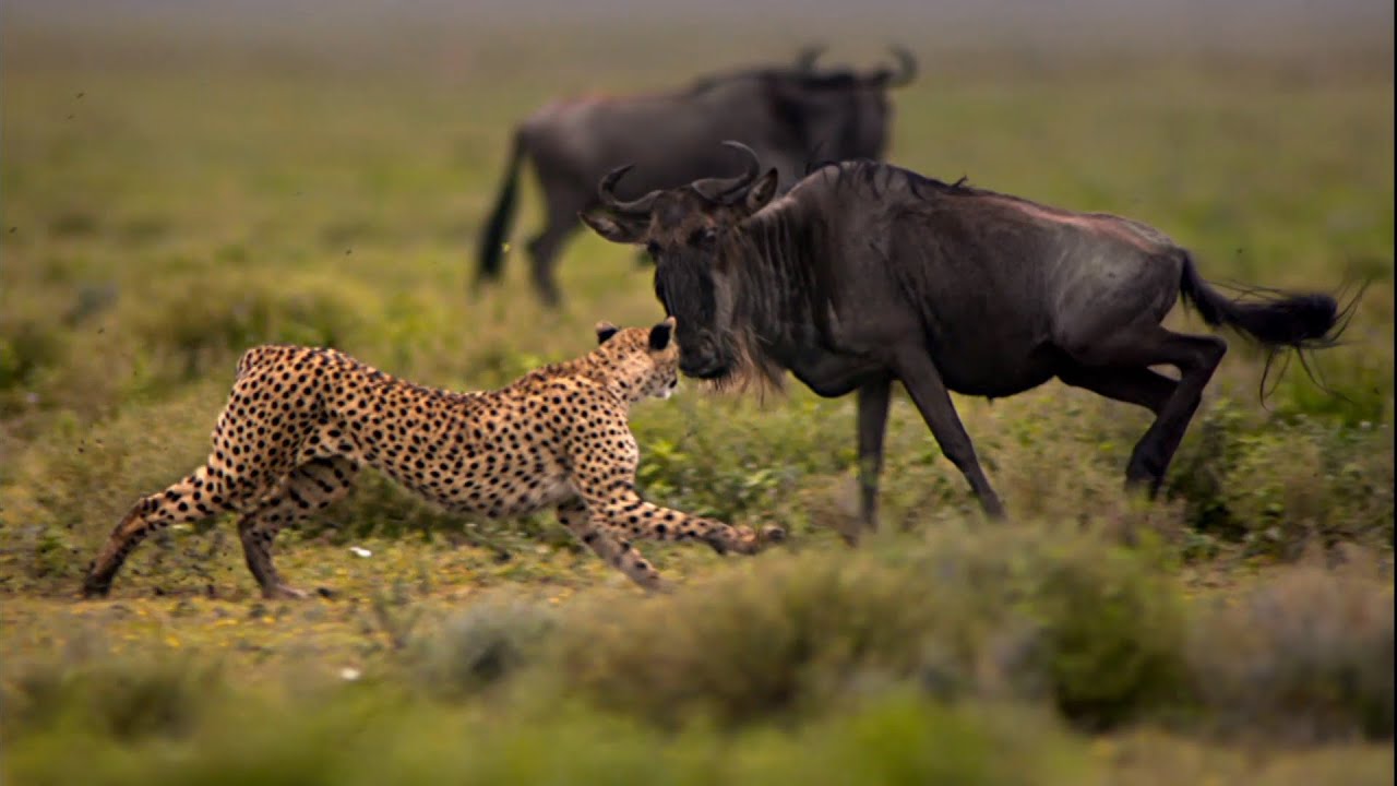 Survival of the Cheetah : Documentary on How Cheetahs Hunt and Survive