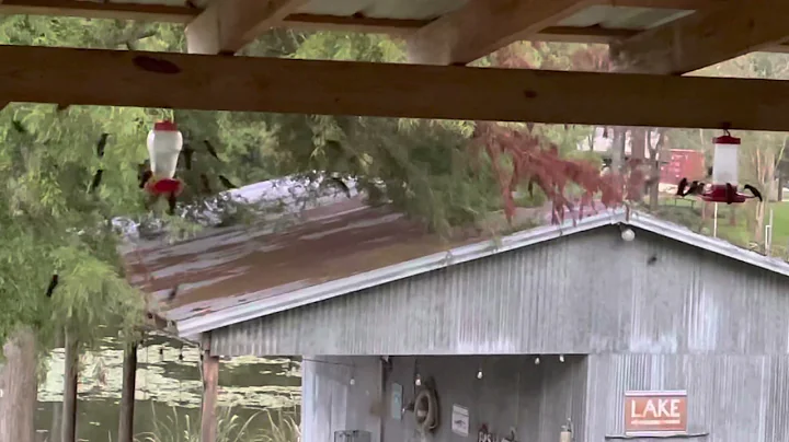 Crazy Hummingbirds-Sta...  Lutz