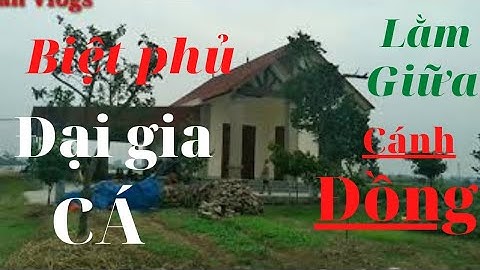 MÔ HÌNH NUÔI CÁ TRẮM CỎ || NĂNG SUẤT CAO LỢI NHUẬN LỚN