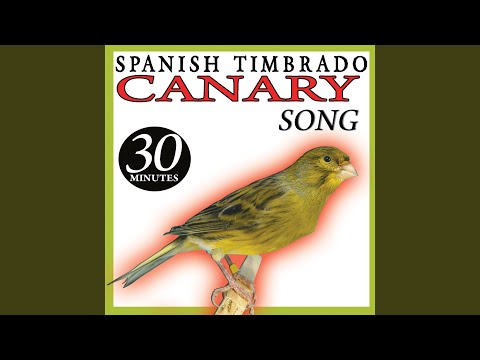 Spanish Timbrado Canary