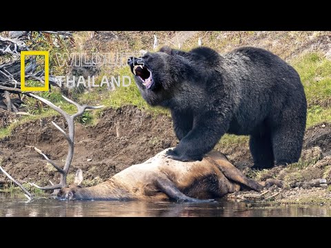 วีดีโอ: หมีกริซลี่กับหมีสีน้ำตาล - ลักษณะ ลักษณะ และข้อเท็จจริงที่น่าสนใจ