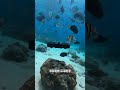 This Underwater Drone Changes Everything! 🌊 #viral #fishing #drone