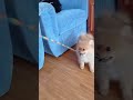 Красивая собачка Марсик. beautiful doggy