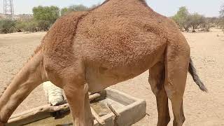 camel drinking video #trending #camel #drinking by Animal thar parkar 855 views 1 month ago 28 seconds