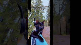 My Cat Loves Forest Adventures | Shoulder Cat Vibes 🐱🌲#CatAdventure #ShoulderCat #Adwa #CutePets