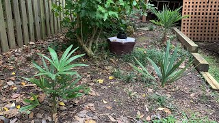 Best Palms for a Colder Climate