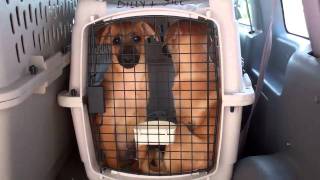 HSGB Operation Puppylift Aug. 15 2011