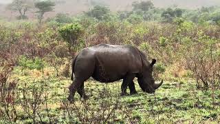 170 Rhino Horns Lost In 2023 At Hluhluwe Game Reserve, Signaling A Disturbing Population Decline!