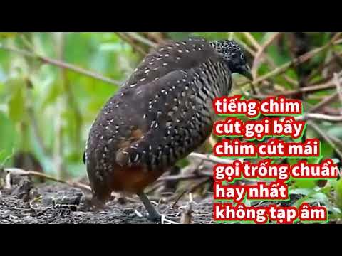 Tiếng Chim Cút Hay Nhất Chuẩn Không Tạp Âm Tiếng Cút Mái Gọi Trống Rất Nhạy  - Youtube