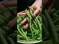 Plant Bush Beans Now for a Fast Fall Harvest (Low Desert Guide)