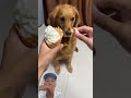 doggy minta ice cream #dog #cutedog #pets