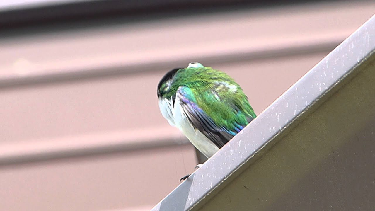 Violet-Green Swallow.MP4