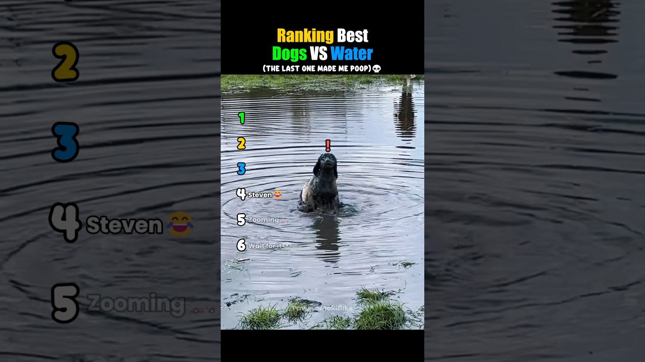 Ranking Best Dogs VS Water 😂