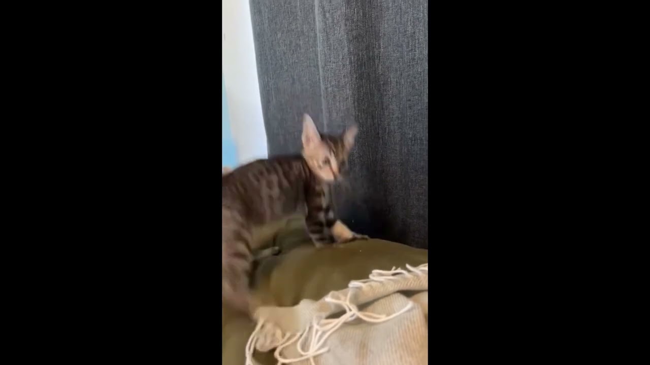 Too Cute To Be Mad: Mischievous Baby Kittens! - YouTube