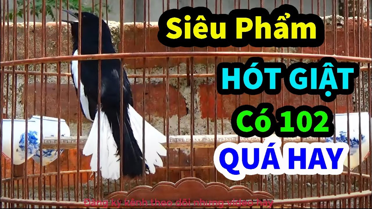 Chòe than Múa Xòe Cực Phê|| Kích chòe than Hót Múa cực nhậy Đuôi ||Kacer