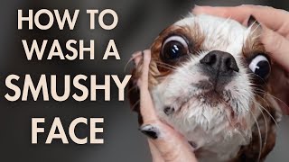 How to Wash a Small Dog's Smushy Face | At Home Dog Grooming & Bath Tutorial