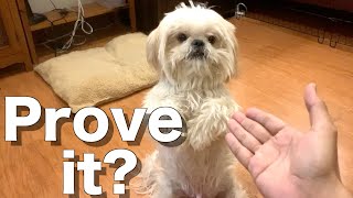 My Dog Doing Tricks | Cute & Funny Shih tzu Dog Video