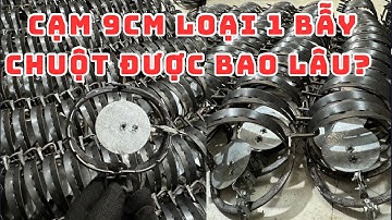 Bẫy chuột bằng cạm kiềng 8cm siêu kinh tế - cạm 2 khuy dầy dặn bẫy chuột cả 1 kg cũng OK